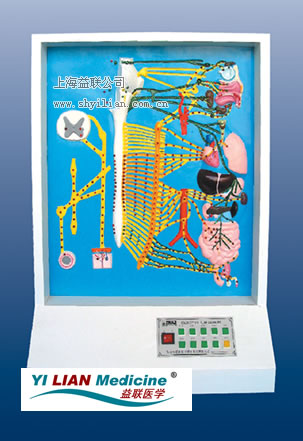 自主神經(jīng)電動(dòng)模型
